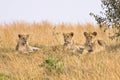 Group of female lions Royalty Free Stock Photo