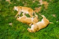 Group of female lions sleeping close together in the grass, social lion behavior, Vulnerable animal specie from Africa