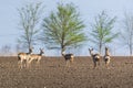 Group of female and male roe deer stands on crop field. Capreolus capreolus