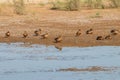 A group of female mallard or wild duck Anas platyrhynchos on the shore of a pond in the Nature Reserve Marismas del Odiel,