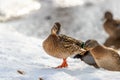 A group of female mallards on the snow in the park in winter, close-up portrait of a duck Royalty Free Stock Photo