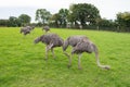 Group of female ostriches eating grass Royalty Free Stock Photo