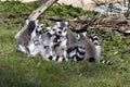 group of female Ring-tailed Lemurs, Lemur catta, with small cubs Royalty Free Stock Photo