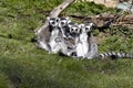 group of female Ring-tailed Lemurs, Lemur catta, with small cubs Royalty Free Stock Photo