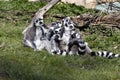 group of female Ring-tailed Lemurs, Lemur catta, with small cubs Royalty Free Stock Photo
