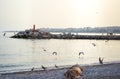 Group of female seagulls flying near beach Royalty Free Stock Photo