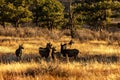 Group of female white-tailed deer in the golden meadow. Royalty Free Stock Photo