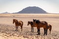 Group of feral horses in desert in Luderitz Namibia with mountains in the background on a sunny day Royalty Free Stock Photo