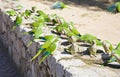 Group of feral Monk Parakeets Royalty Free Stock Photo