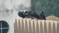 group of feral wild pigeon sitting on roof of house domestic