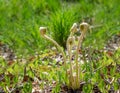 A group of fern fiddleheads in early spring