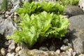 Group of ferns among the rocks Royalty Free Stock Photo