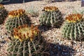 A group of Ferocactus emoryi, Emory`s Barrel, Cacti crowned with yellow fruit