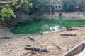 Group of ferocious crocodiles or alligators basking in sun Royalty Free Stock Photo