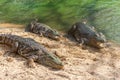 Group of ferocious crocodiles or alligators basking in sun