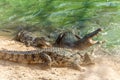 Group of ferocious crocodiles or alligators fighting for prey under water