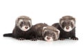 Group of Ferret puppies on white background Royalty Free Stock Photo