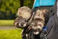 Three ferrets resting in soft pouch between running in summer park