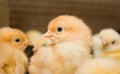 Group of few days old baby chicken Royalty Free Stock Photo