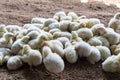 Group of few days old baby chicken eating feed from floor in the farm. Poultry farm with chicken. Husbandry Royalty Free Stock Photo