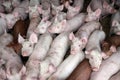 Photo of little pigs piglets from above Royalty Free Stock Photo