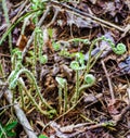 Group of Fiddlehead Ferns, Matteuccia struthiopteris Royalty Free Stock Photo