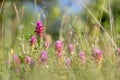 A group of field cow-wheat Melampyrum arvense