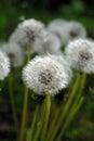 Group of field dandelions spring view