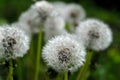 Group of field dandelions spring view