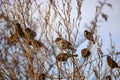 Group of finches