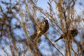 Group of finches