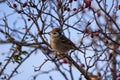 Group of finches