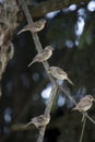 Group of finches on limb