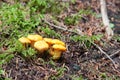 Group of finferli (gallett) mushrooms found in the forest Royalty Free Stock Photo