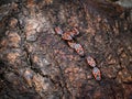 A group of fire bugs sitting on a trunk