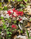 Group of Fire Pink Wildflowers, Silene virginica