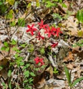 Group of Fire Pink Wildflowers, Silene virginica