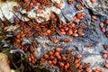 The group of firebug, Pyrrhocoris apterus on tree trunk