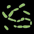 Group of Firmicutes bacterias on black background, vector illustration