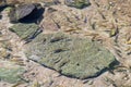 Group of fish in clear waterway at rain forest