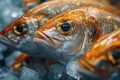 Group of Fish on Ice