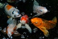 Group of fish are swimming in a close formation near the camera lens