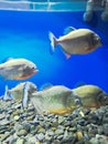 A group of fish in the water and many rocks. Royalty Free Stock Photo
