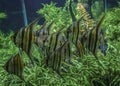 Group of Fishes on Fishbowl Royalty Free Stock Photo
