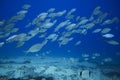Group of fishes swimming