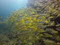Group of fishes swimming