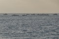 A group of fishing boats lined up on the horizon off the coast of Livorno, Italy Royalty Free Stock Photo