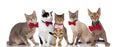 Group of five cute cats with pink and red bowties Royalty Free Stock Photo