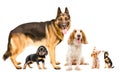 A group of five cute dogs of different breeds together Royalty Free Stock Photo