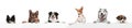 Group of five different purebred dogs sitting isolated over white studio background. Collage Royalty Free Stock Photo